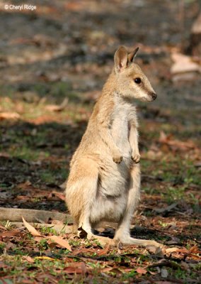 6475-wallaby.jpg