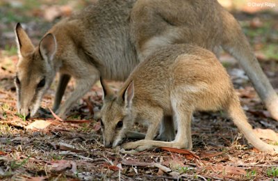 6477-wallaby.jpg