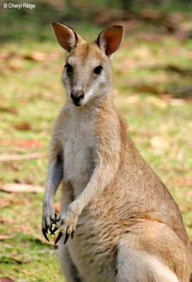 6498-wallaby.jpg