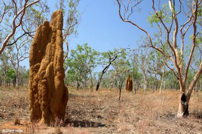 2857-termite-mound.jpg