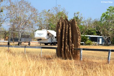 2870-termite-mound.jpg