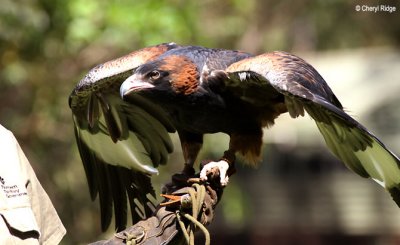 7187-flight-deck-buzzard.jpg