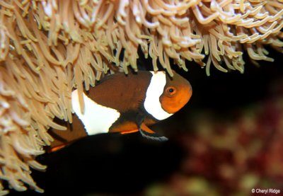 7107-aquarium-anemone-fish.jpg