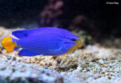 7117-aquarium-blue-devil-fish.jpg
