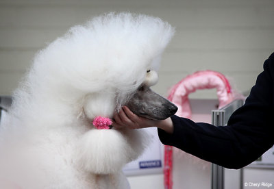 7358-poodle.jpg