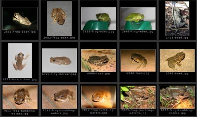 Top end Frogs and Toads