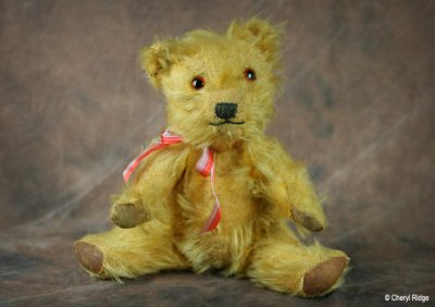 7509-old-bear