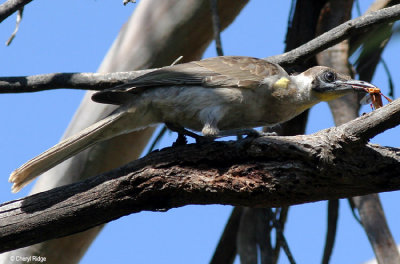 Friarbirds