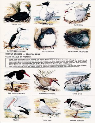 coastal birds