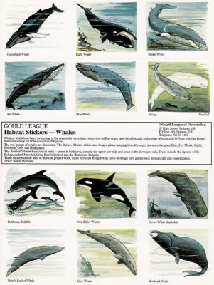 whales