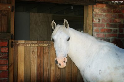 Arabian mare Kai - Black Saturday survivor