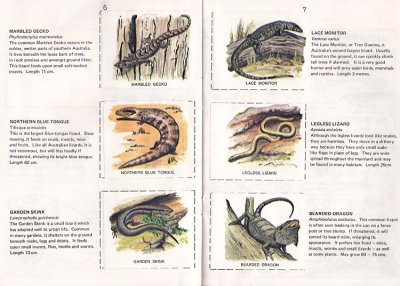 lizard stickers in junior survival book