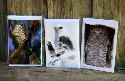Australian wildlife - birds of prey - cards for sale