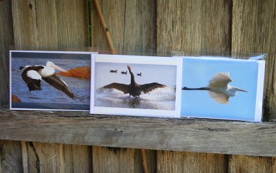 Australian wildlife - waterbirds - cards for sale