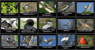 seq-birds1.jpg