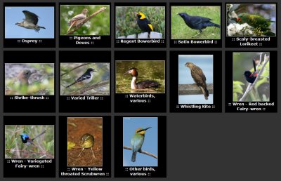 seq-birds2.jpg