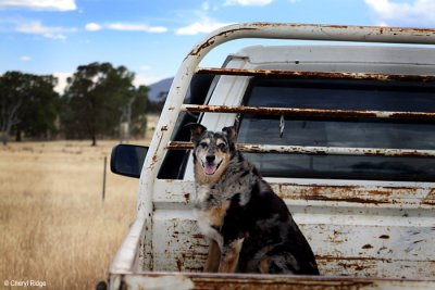 8389b- Wendy McInnes dog, Tag