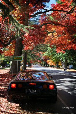 1879b-vette-bright.jpg