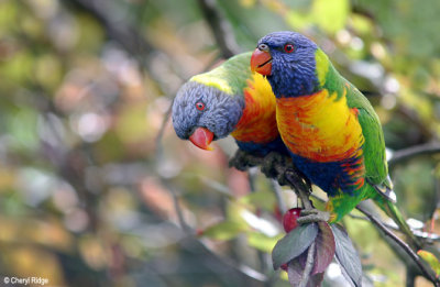 3862b-rainbow-loris.jpg