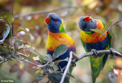 3878b-rainbow-loris.jpg