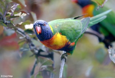 3884b-rainbow-lori.jpg