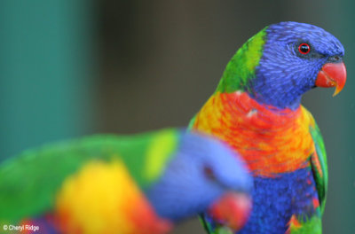 0104b-rainbow-lori.jpg