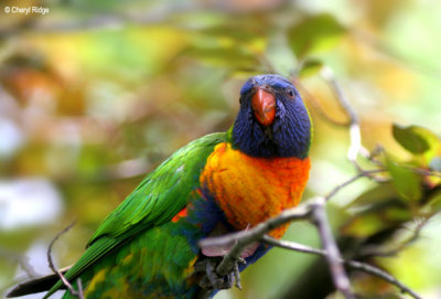 2661b-rainbow-lori.jpg