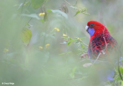 1128-crimson-rosella.jpg