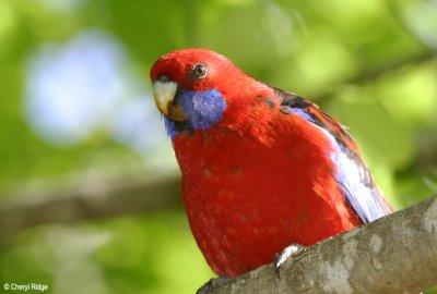 2238-crimson-rosella.jpg