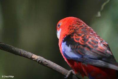 2670-crimson-rosella.jpg