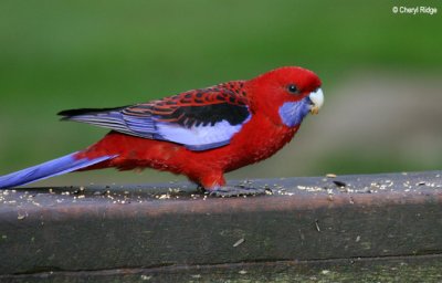 6615-crimson-rosella.jpg