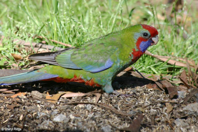 7939-crimson-rosella.jpg