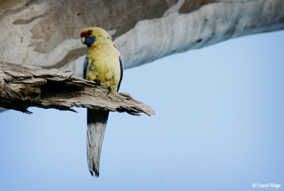 0693-yellow-rosella.jpg