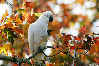 6224b- sulphur crested cockatoo