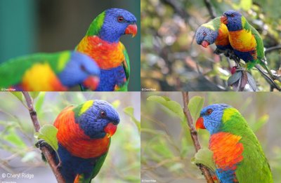 rainbow-lori-composite.jpg