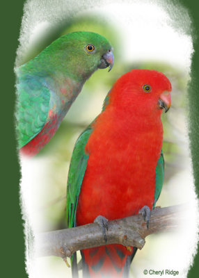 Australian King Parrot male and female