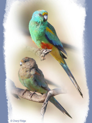 Mulga Parrots male and female composite