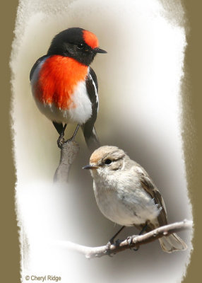 Red capped Robins