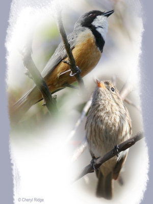 rufous whistlers male and female composite