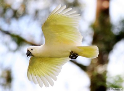 sulphur crested cockatoo