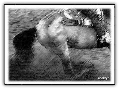 quarter horse reining