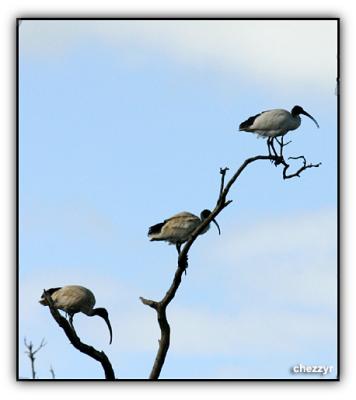 australian white ibis