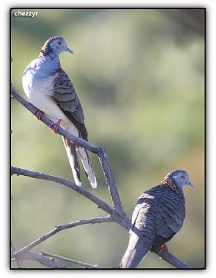 bar shouldered doves near kingfisher resort