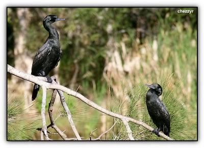 little black cormorants