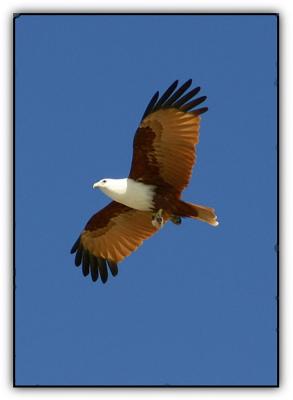 brahminy kite over kingfisher bay resort
