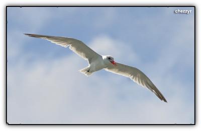 caspian tern