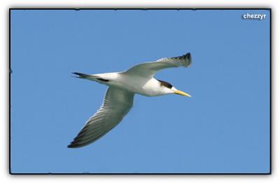 crested tern