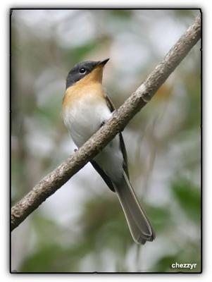 leaden flycatcher - female
