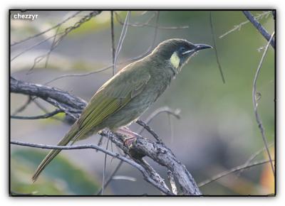 lewin's honeyeater at kingfisher bay resort (fraser island, queensland)