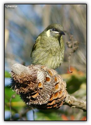 lewin's honeyeater at kingfisher bay resort (fraser island, queensland)